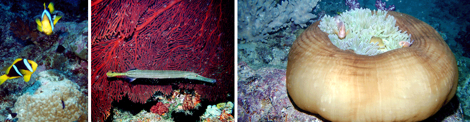 Diving in Fiji